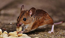 24 Hour & Emergency Exterminators in Boons Camp, KY